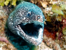 Spotted Moray Eel IMG 7771